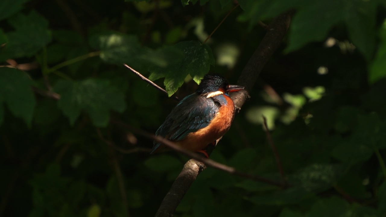 一只雌性翠鸟(Alcedo atthis)在闪烁的阳光下坐在树枝上视频素材