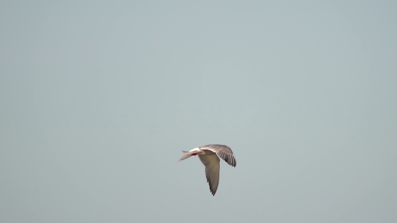 在海面上捕食的普通燕鸥(Sterna hirundo)视频素材