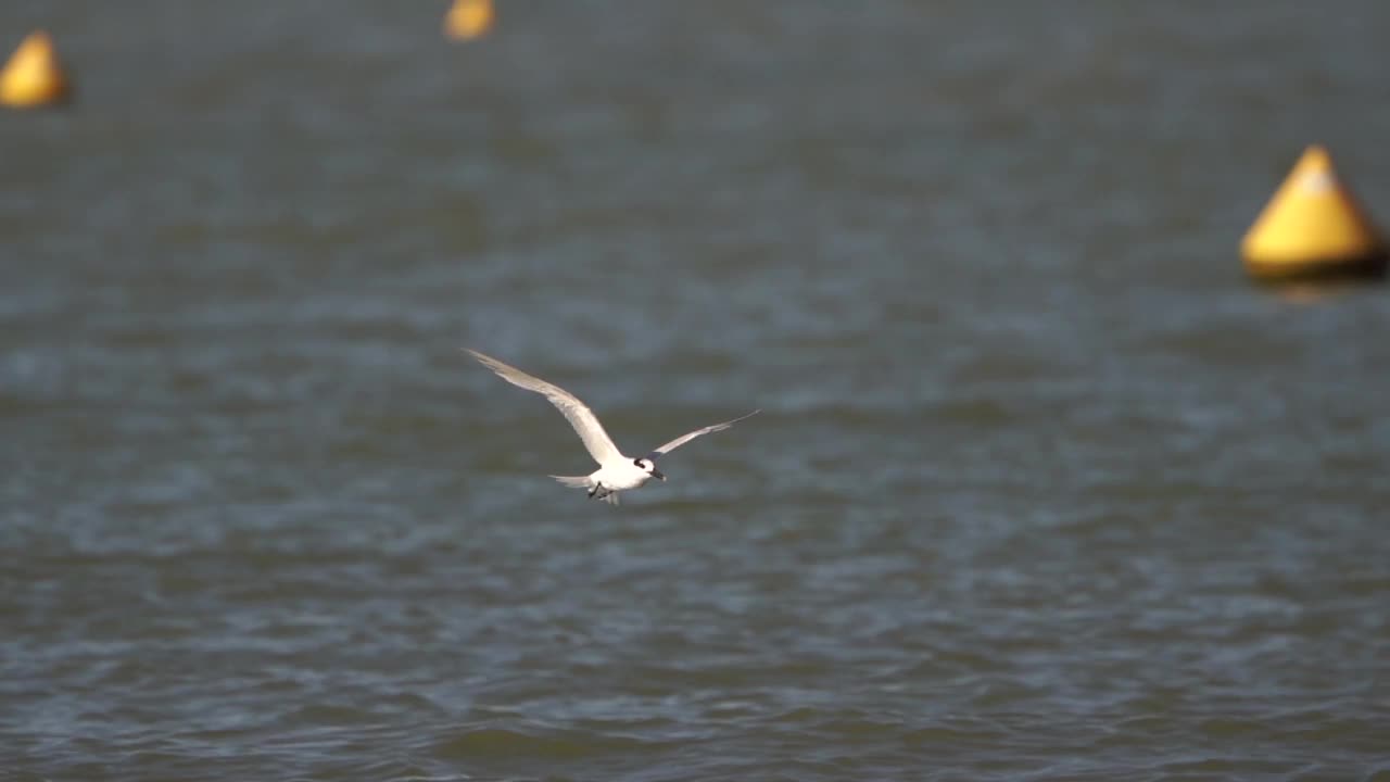 三明治燕鸥(Thalasseus sandvicensis)在海面上飞翔视频素材