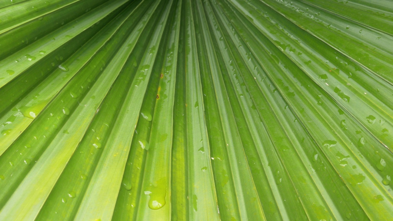 图案绿叶背景与特写雨滴，雨季的概念。视频素材