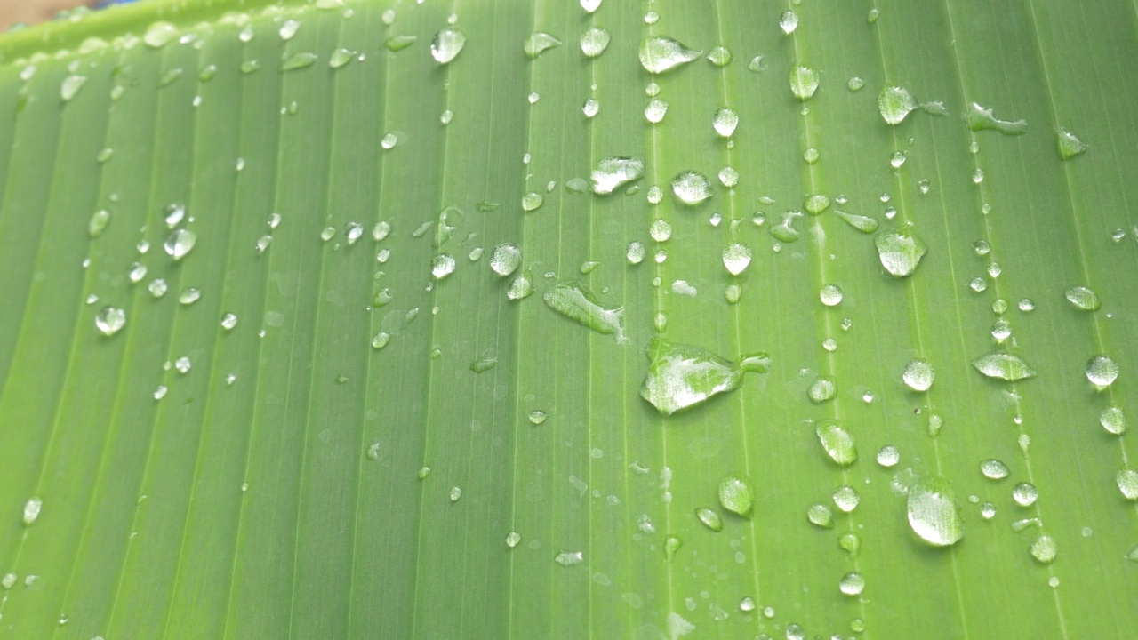 抽象背景绿香蕉叶与水滴，雨季的自然概念。视频素材