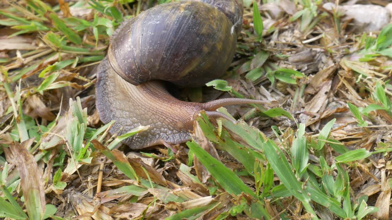 早晨带壳的大螺蛳在草地上爬行，夏天花园里还有螺蛳、酒红色螺蛳、食用螺蛳或蜗牛视频素材