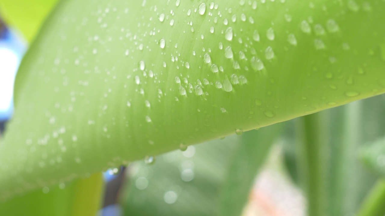 抽象背景绿香蕉叶与水滴，雨季的自然概念。视频素材