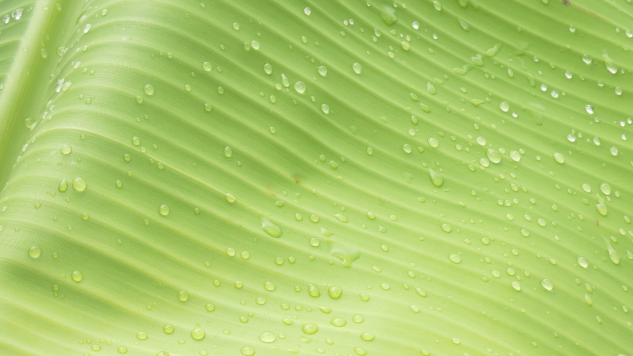 抽象背景绿香蕉叶与水滴，雨季的自然概念。视频素材