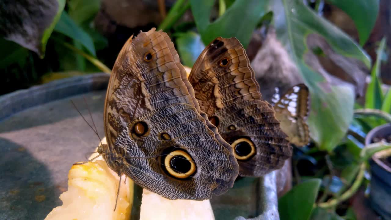 美丽的大蝴蝶坐在花朵和绿色植物上视频素材