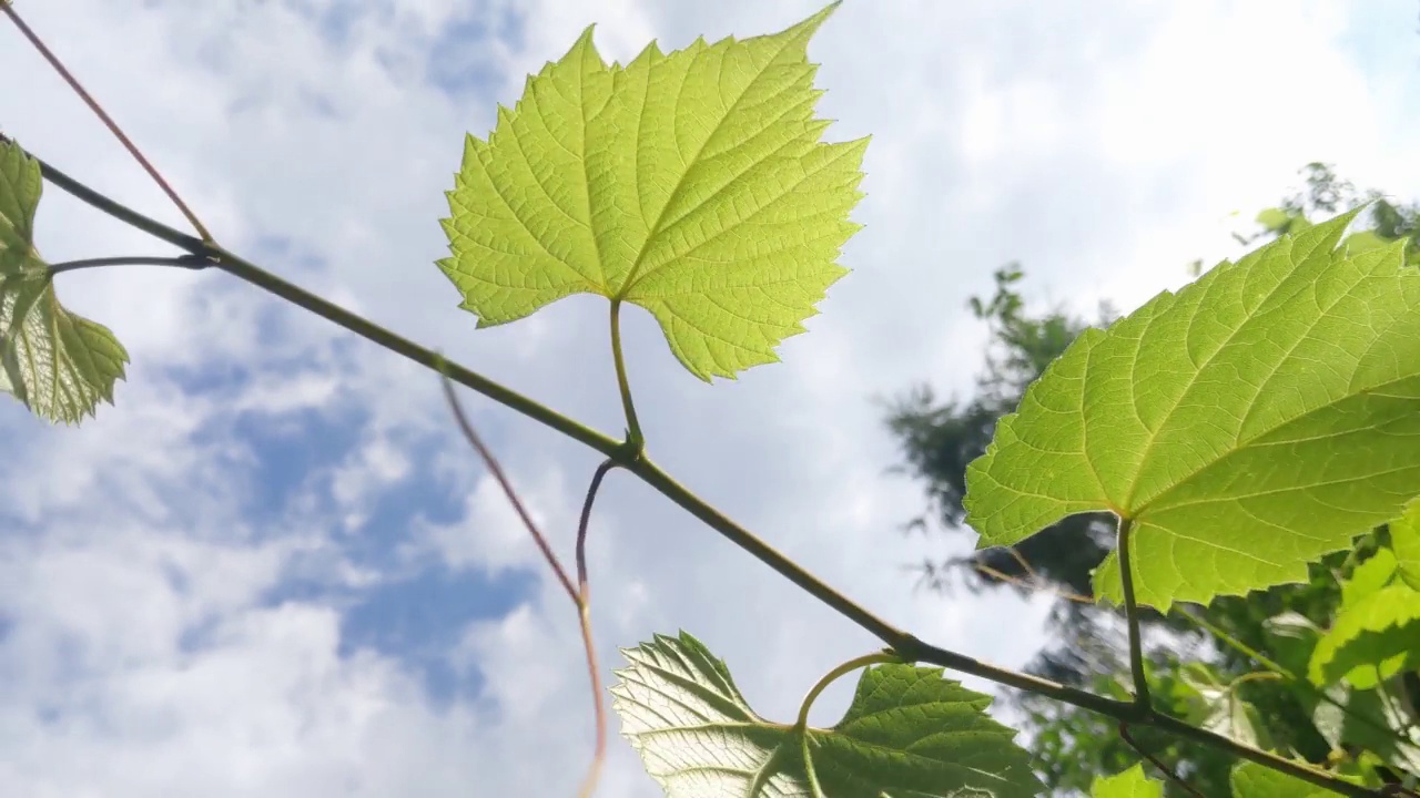 在蓝天的映衬下，一串绿色的葡萄在摇曳视频素材