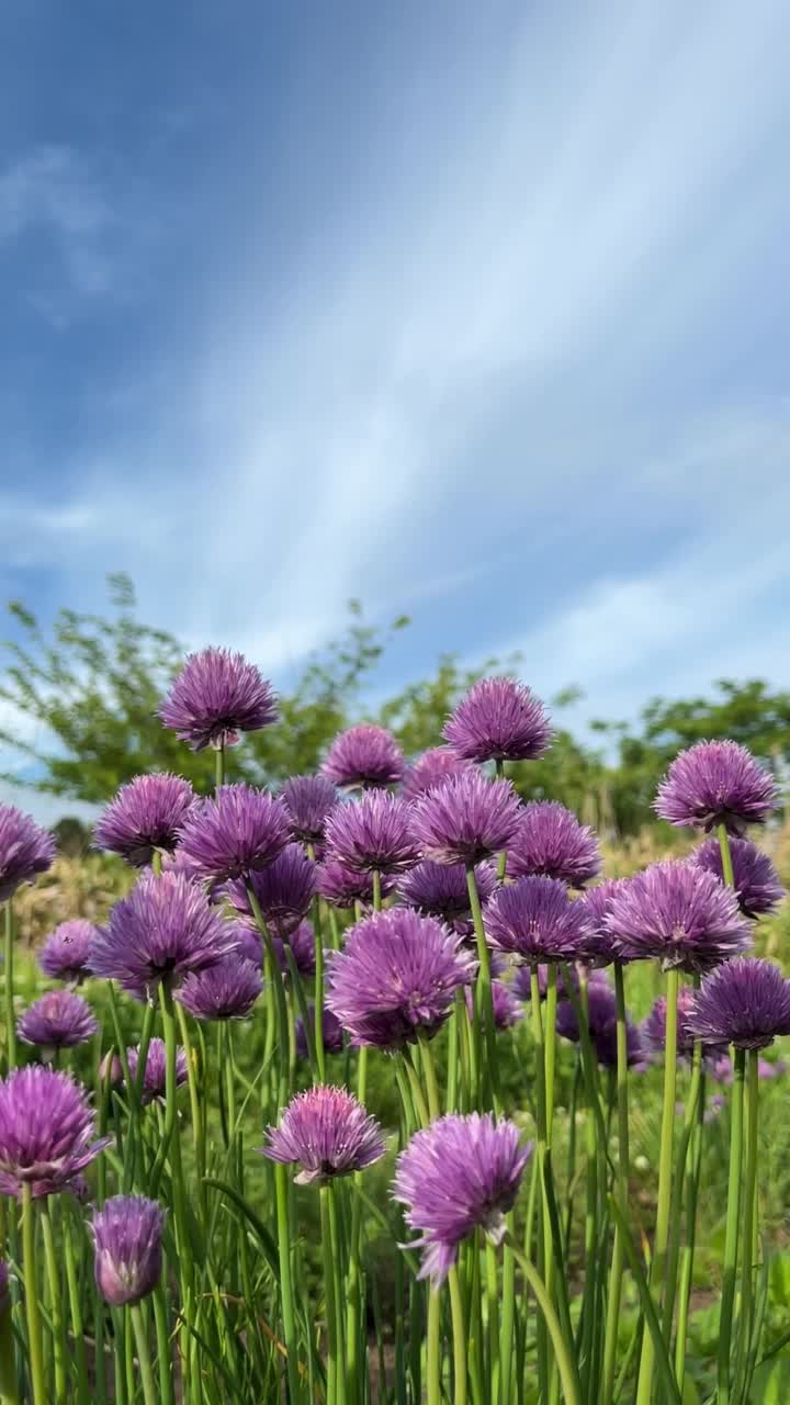 夏天韭菜花盛开视频素材