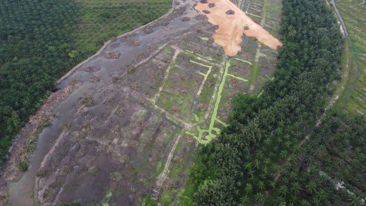 航拍油棕空地视频素材