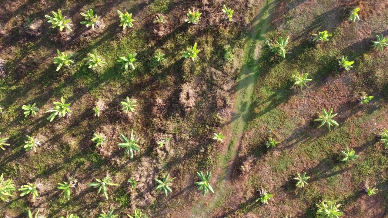 高空俯瞰和下降的香蕉树视频素材