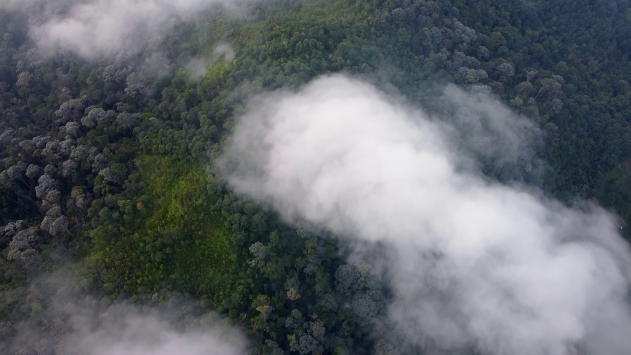 鸟瞰图清晨雾云在雨林上空移动视频素材