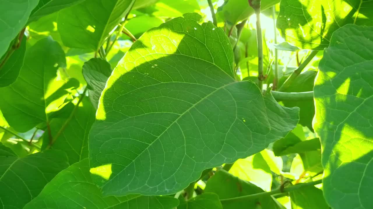 在阳光下种植叶子视频素材