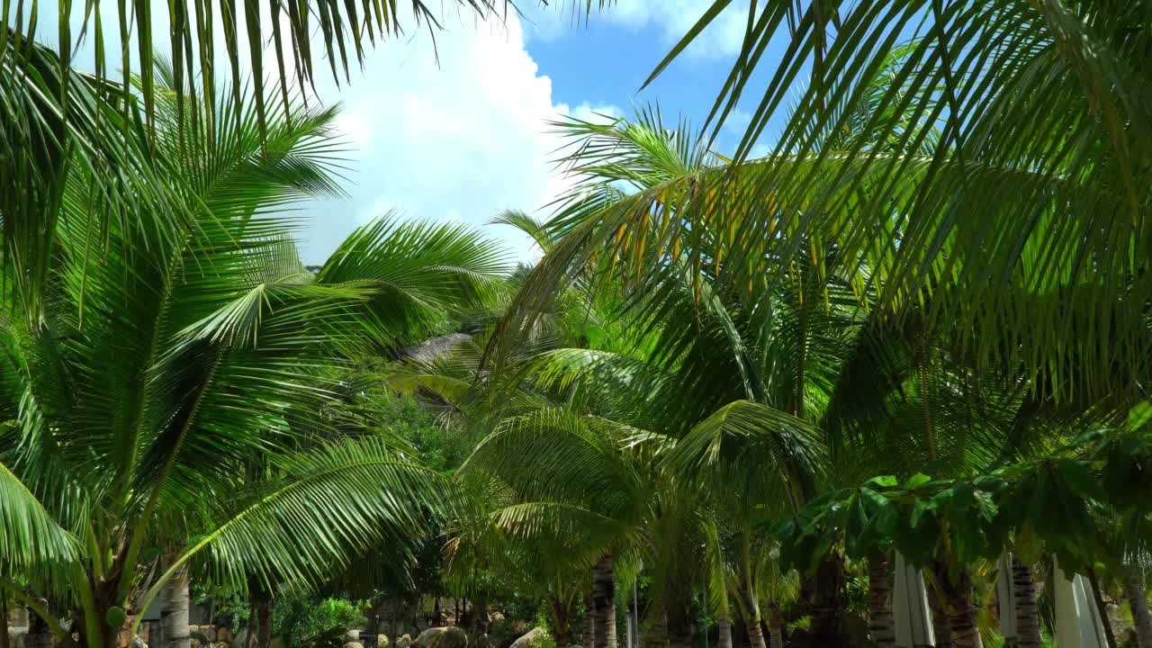 棕榈树的叶子映衬着蓝天。视角，人在公园散步的第一个视角。视频素材