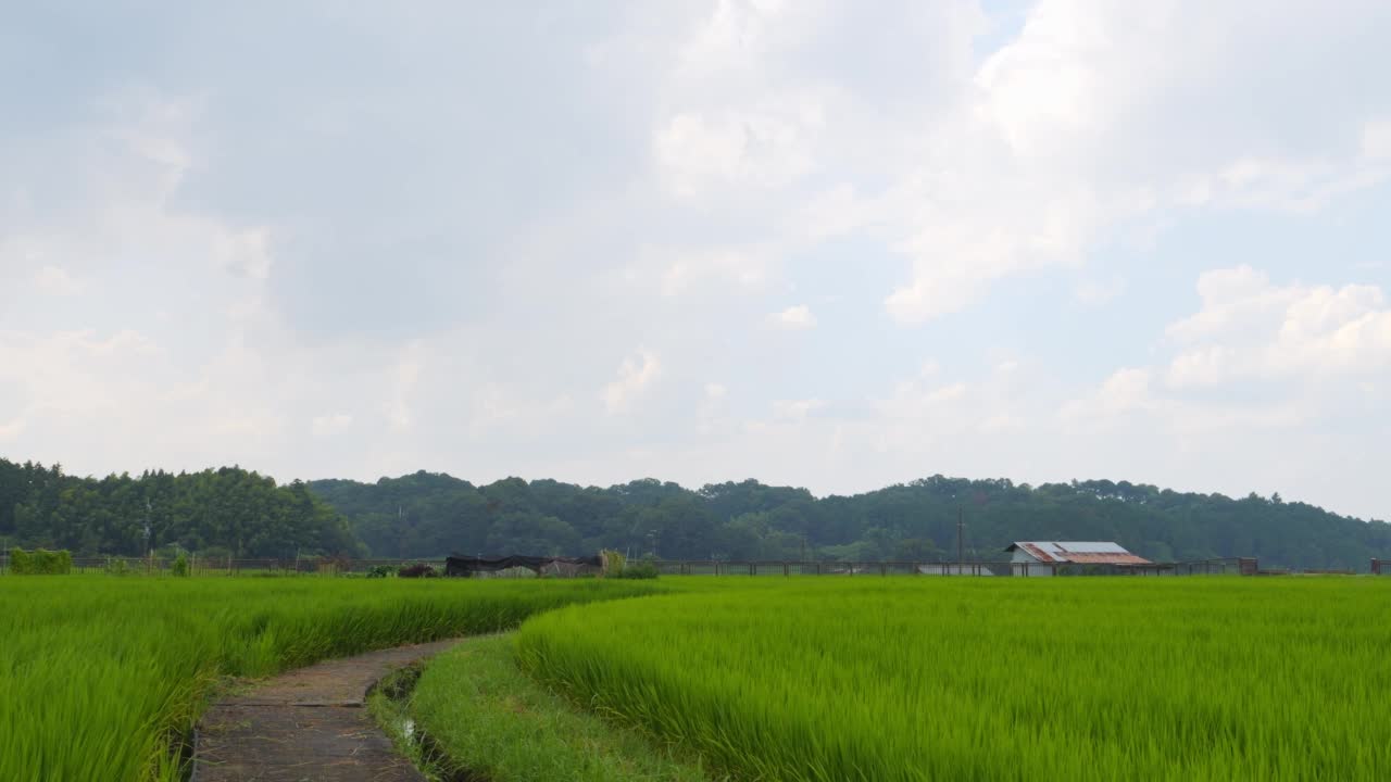 在仲夏的日本乡村，附近有大量绿色的水稻种植。视频素材