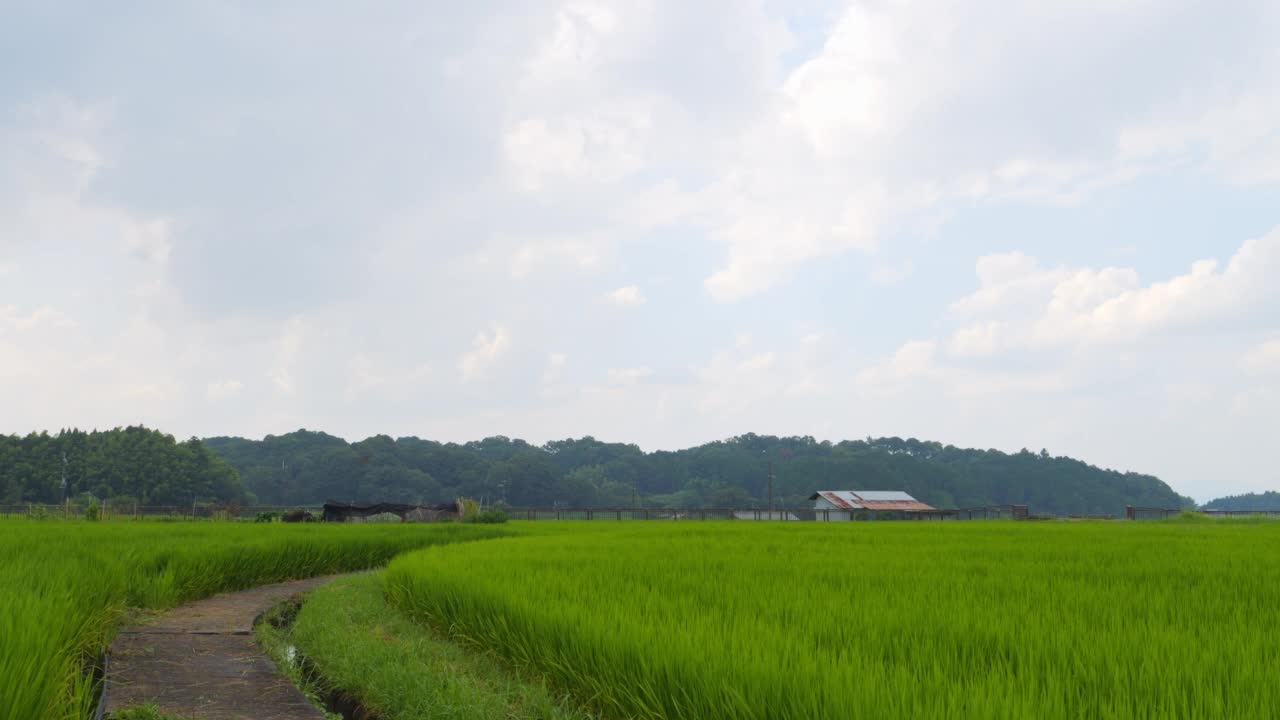 在仲夏的日本乡村，附近有大量绿色的水稻种植。视频素材