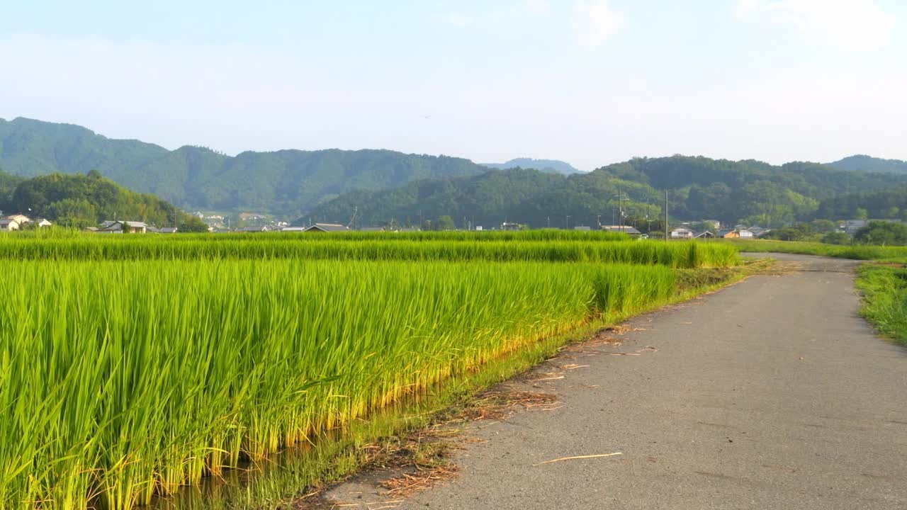 在仲夏的日本乡村，附近有大量绿色的水稻种植。视频素材