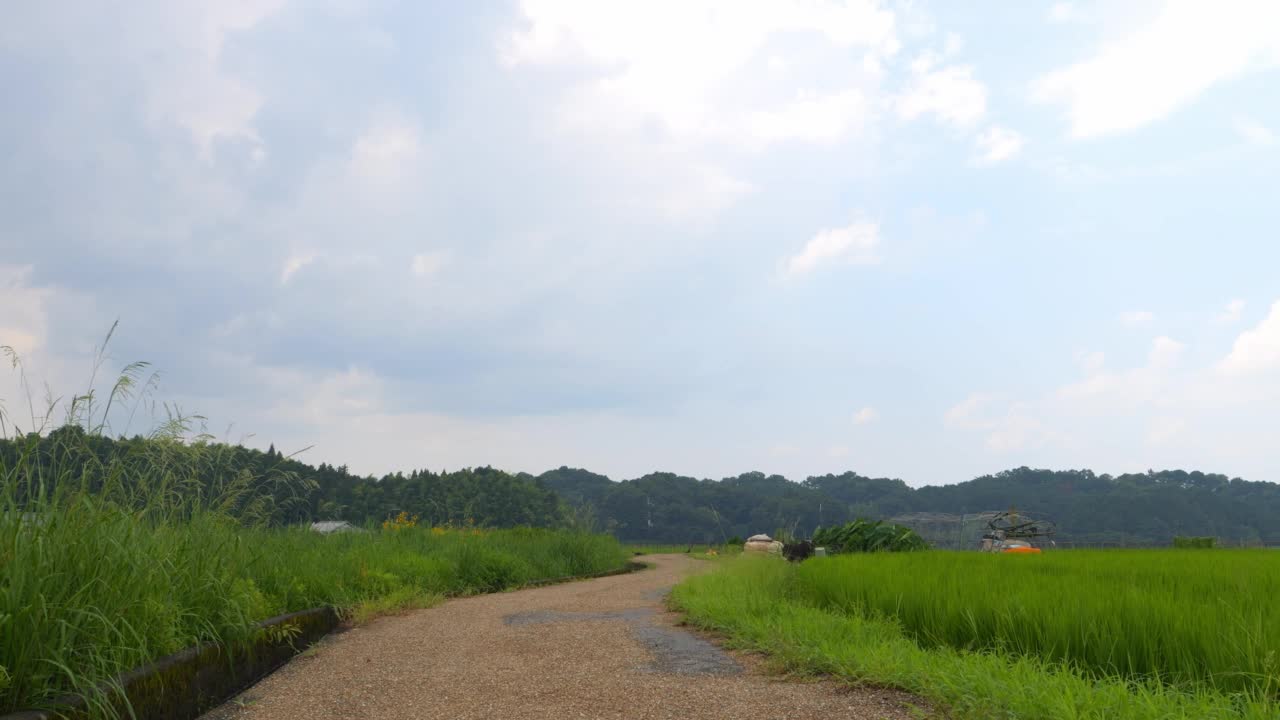 在仲夏的日本乡村，附近有大量绿色的水稻种植。视频素材