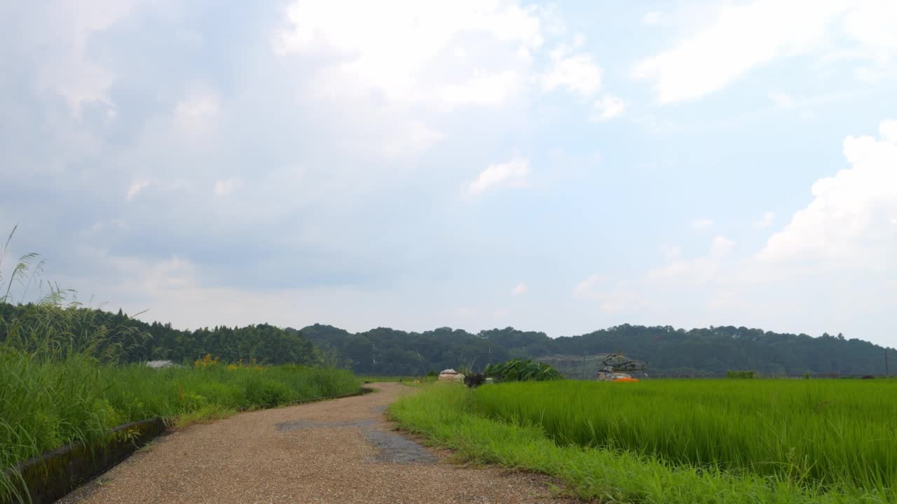 在仲夏的日本乡村，附近有大量绿色的水稻种植。视频素材