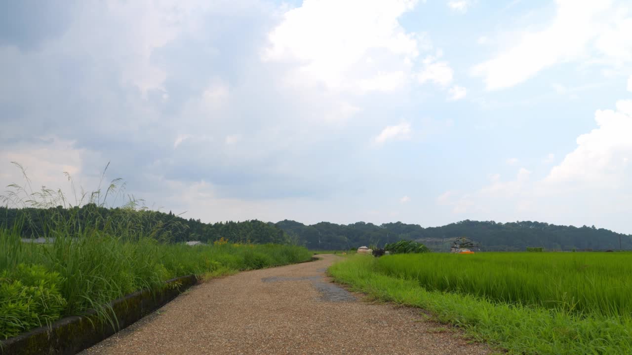 在仲夏的日本乡村，附近有大量绿色的水稻种植。视频素材