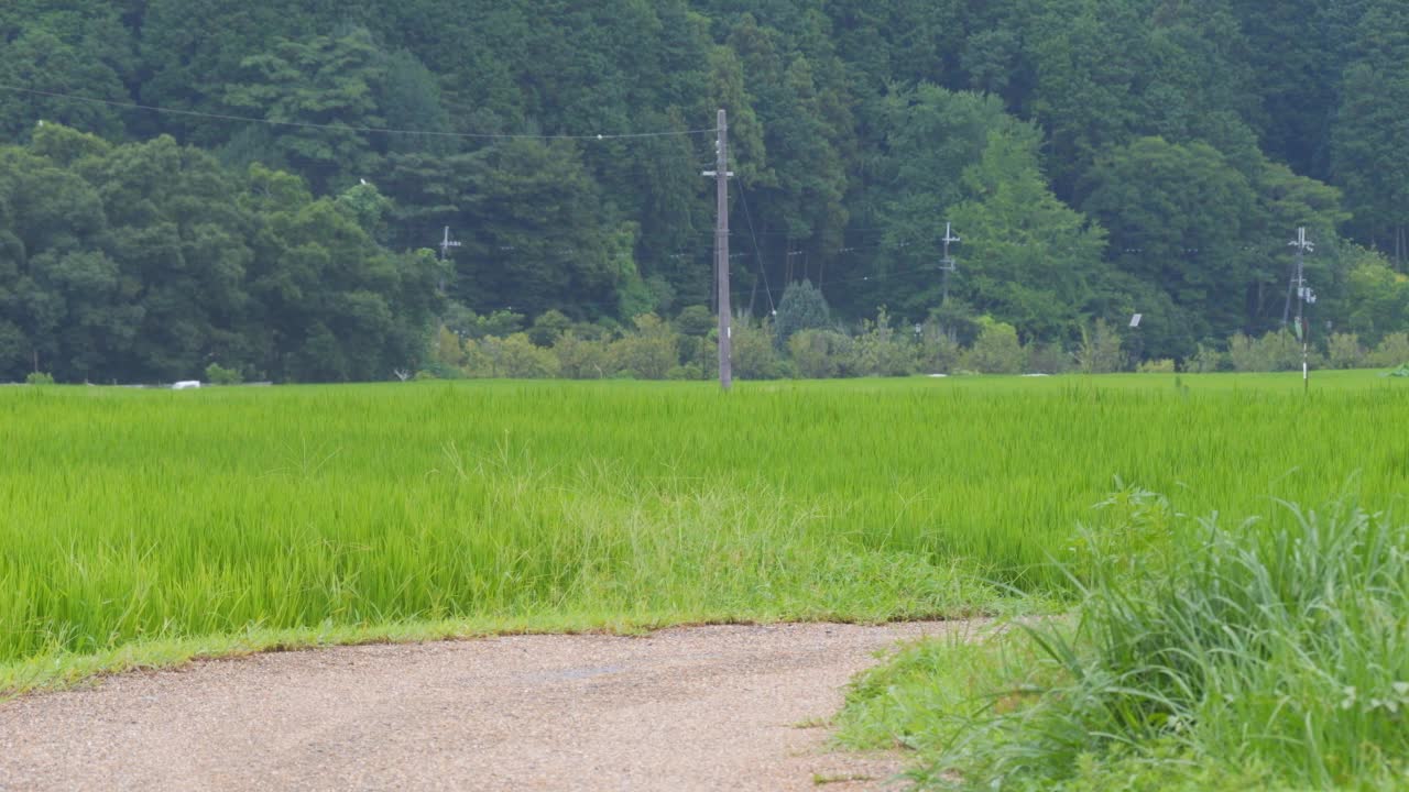 在仲夏的日本乡村，附近有大量绿色的水稻种植。视频素材