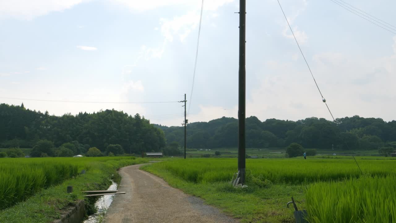 在仲夏的日本乡村，附近有大量绿色的水稻种植。视频素材