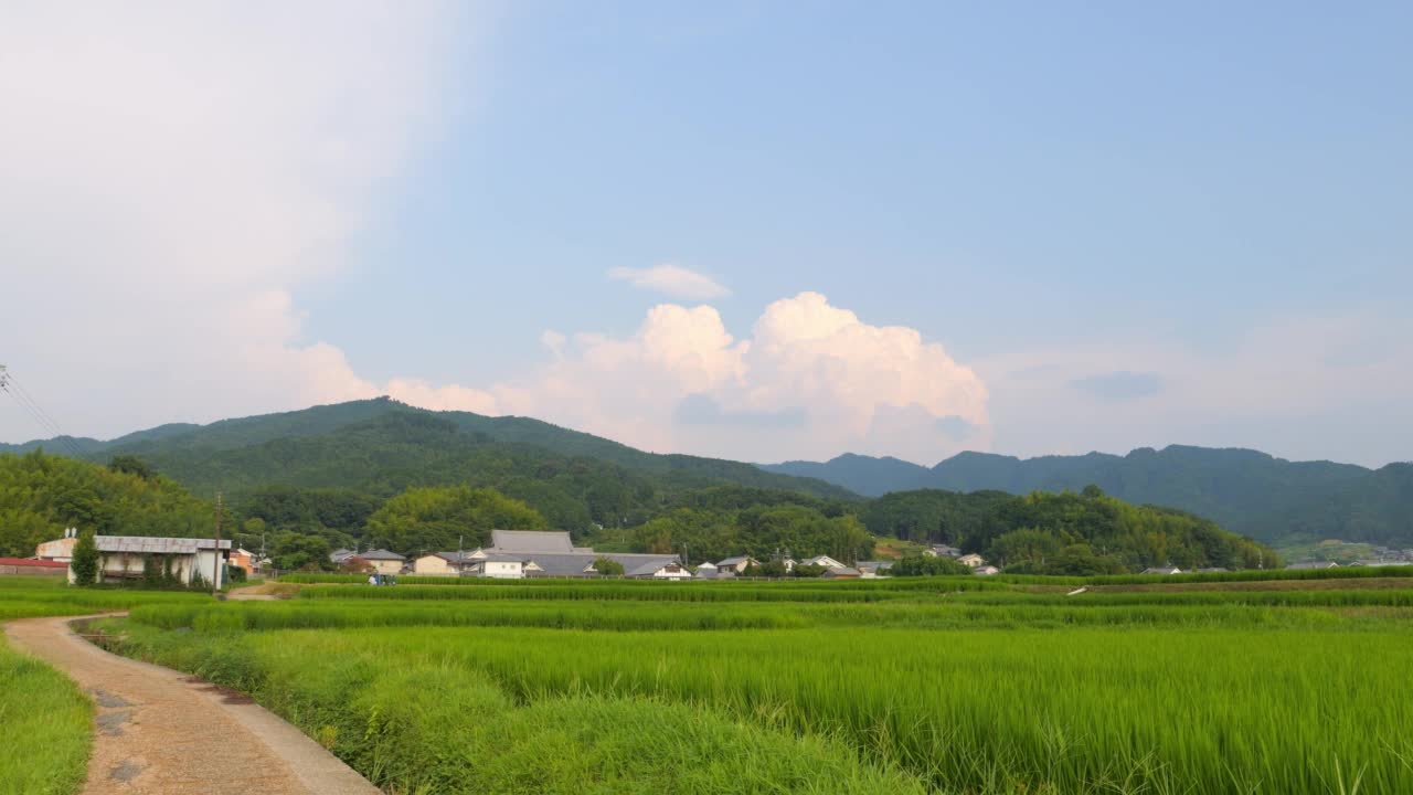 在仲夏的日本乡村，附近有大量绿色的水稻种植。视频素材