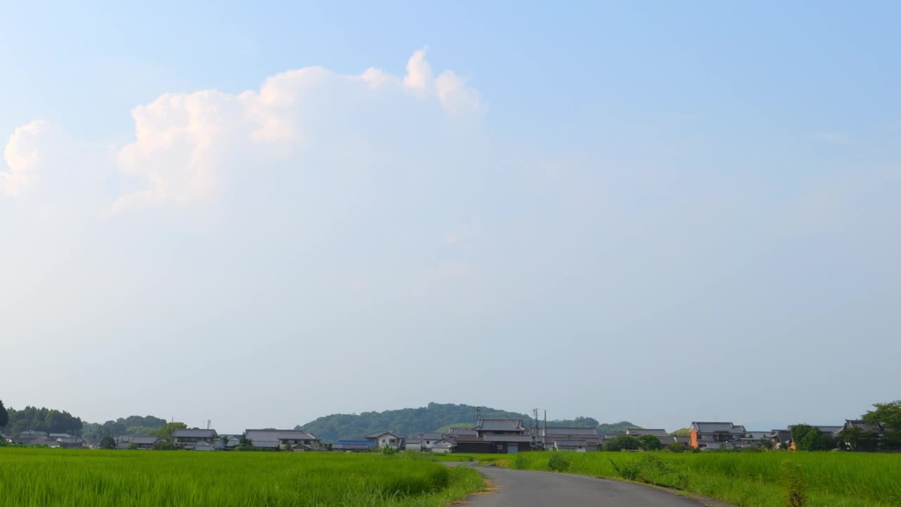 在仲夏的日本乡村，附近有大量绿色的水稻种植。视频素材