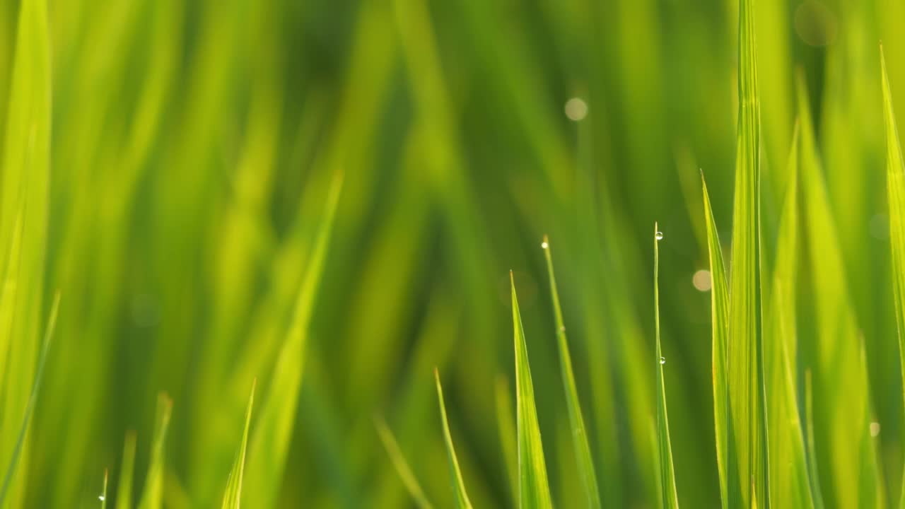 黄昏，稻田雨后，稻苗随着水珠在风中摇曳。视频素材