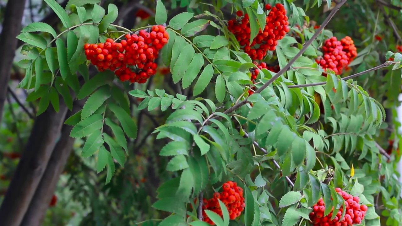 成熟的红山灰浆果在花楸树在夏秋花园视频素材