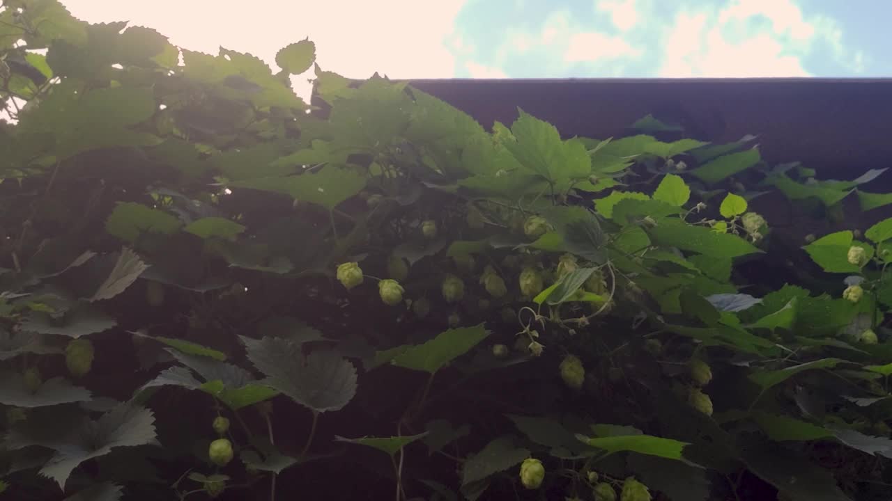 夏天，城外，青青的啤酒花的叶子在风中摇曳视频素材