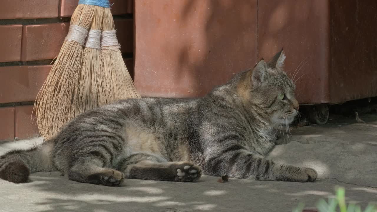 美丽的大条纹猫的肖像视频素材