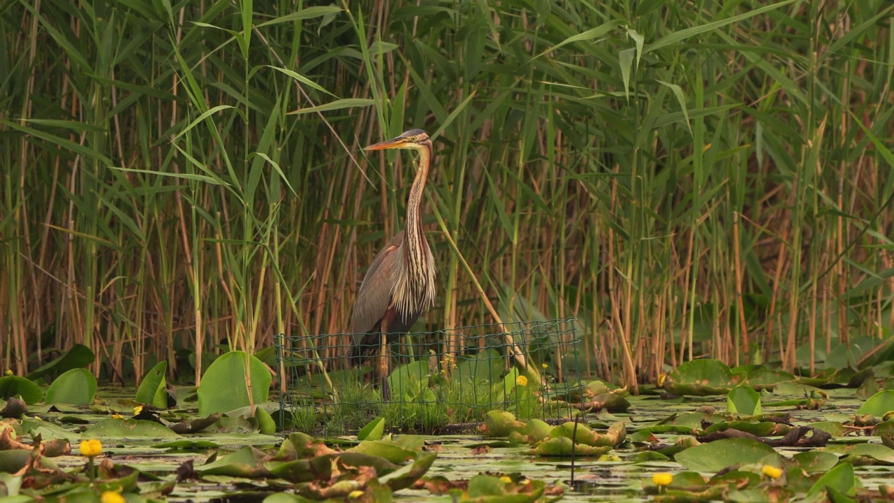 紫色苍鹭(Ardea purpurea)抖着羽毛飞了起来视频素材