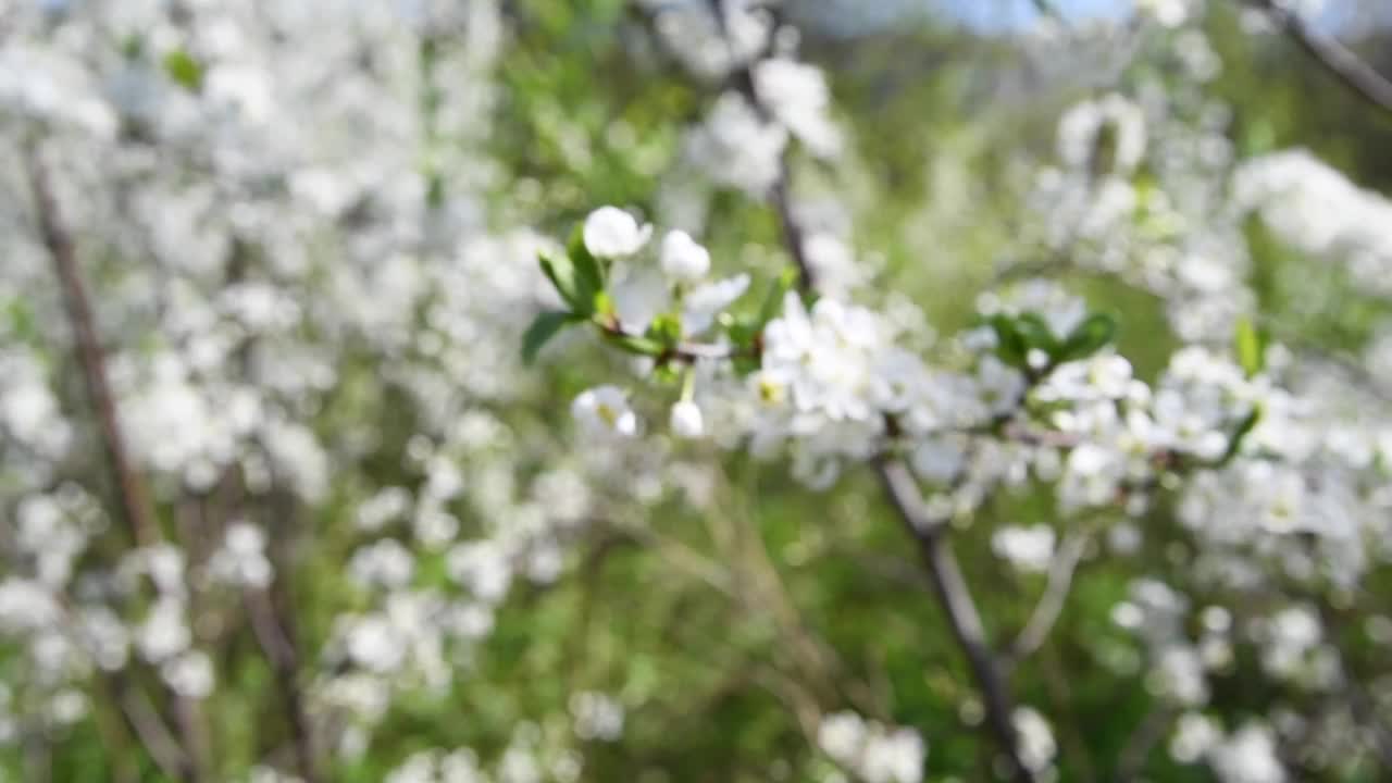 果园里的白梅树花视频素材