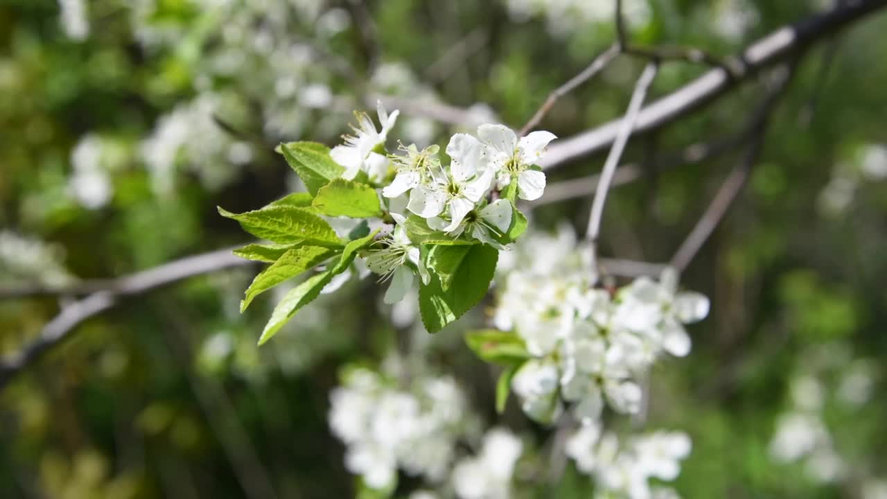 果园里的白梅树花视频素材