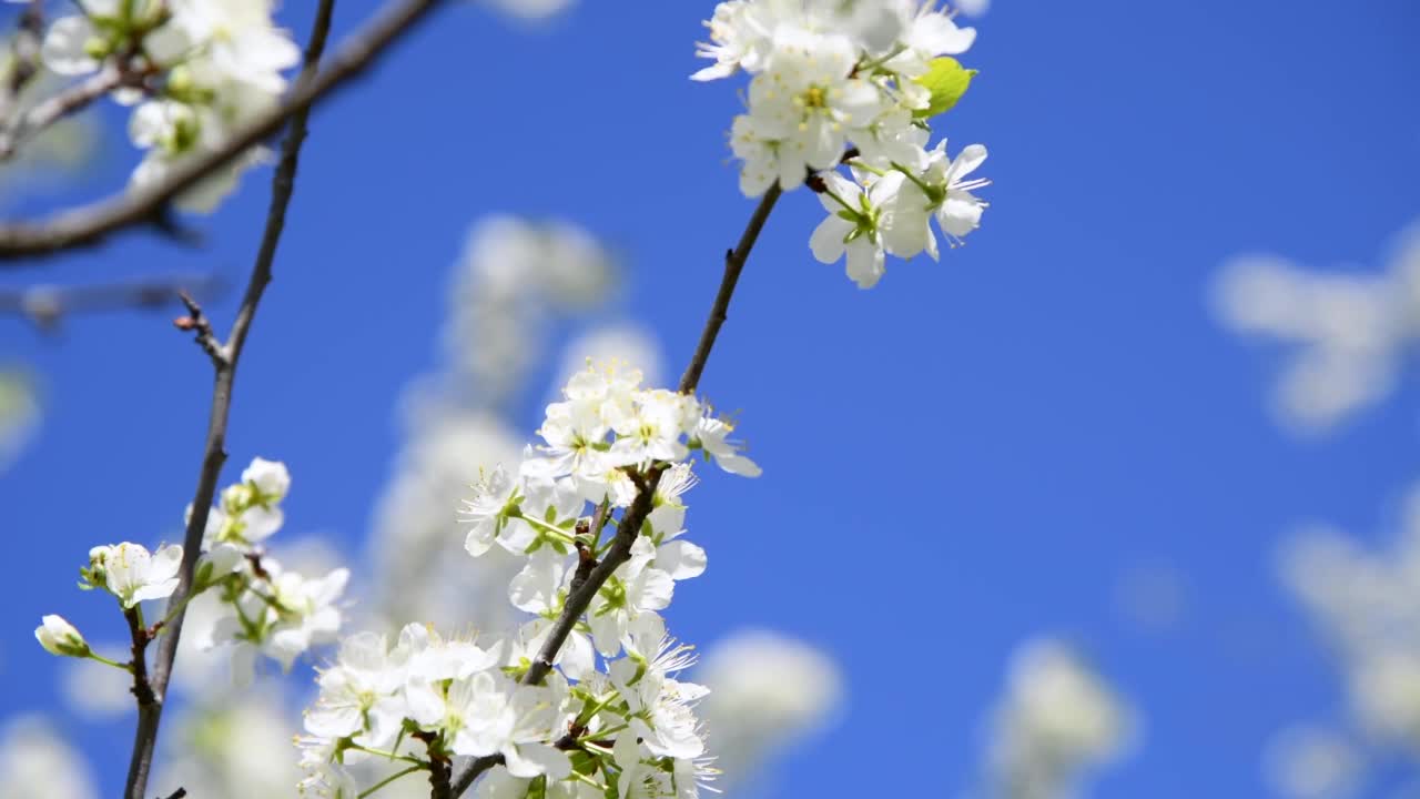 果园里的白梅树花视频素材