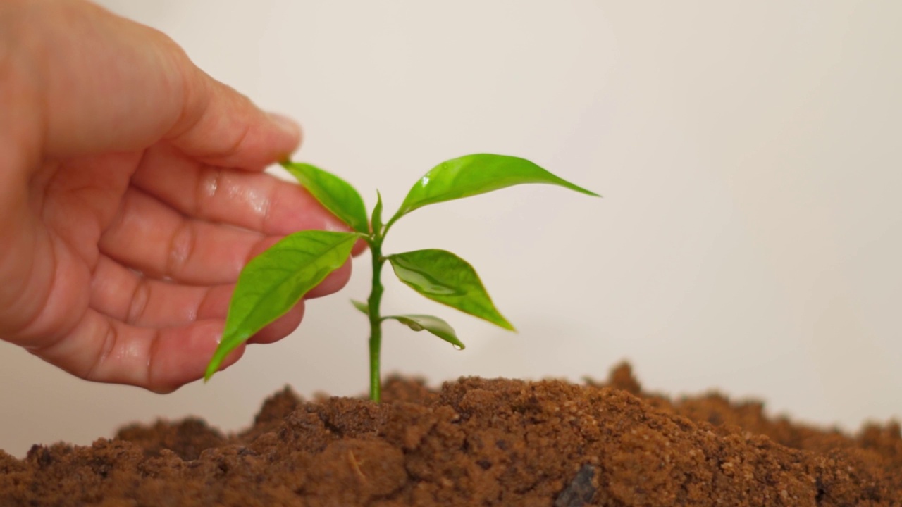 特写镜头中，女性的手轻轻地触摸绿叶。关爱环境理念。种植植物，节约土壤。环境保护视频素材