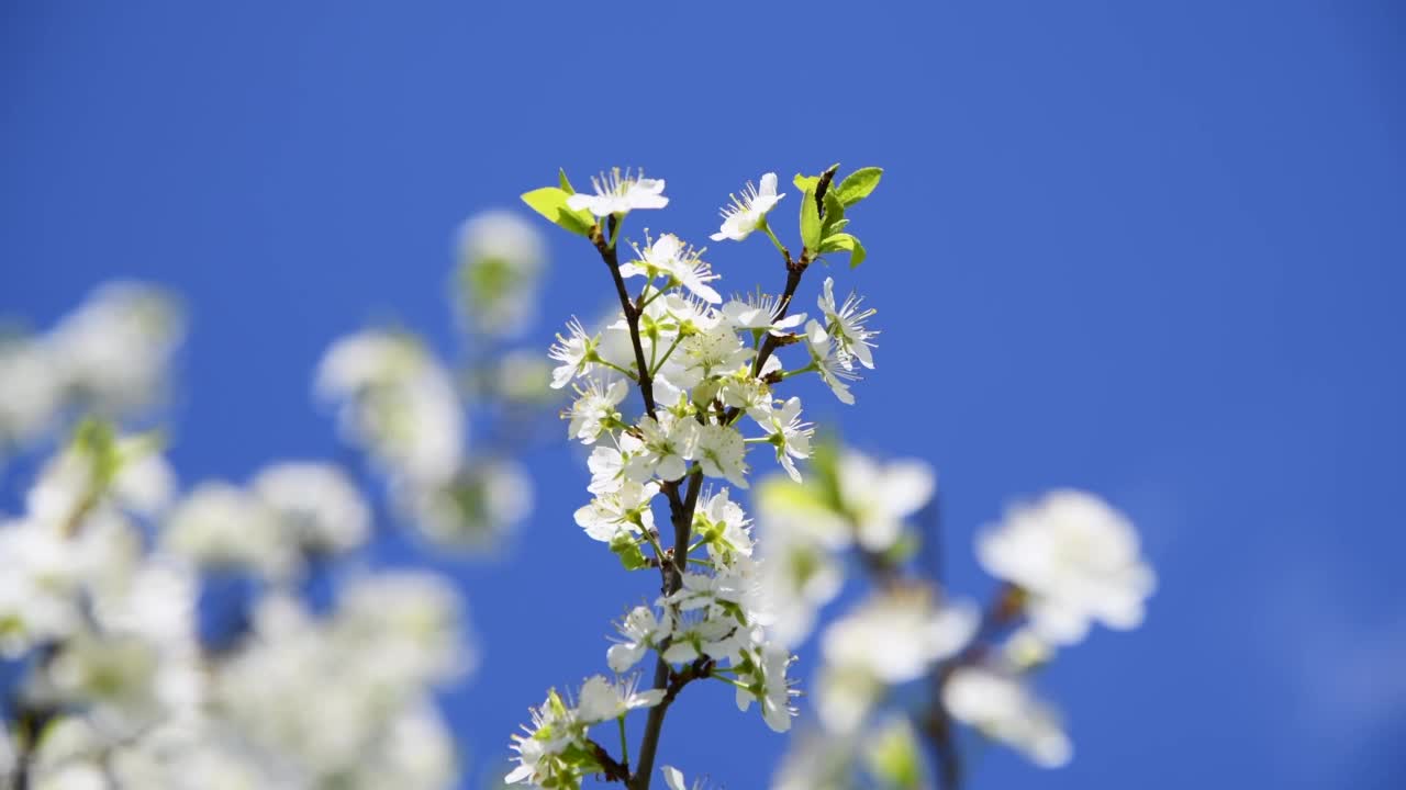 果园里的白梅树花视频素材