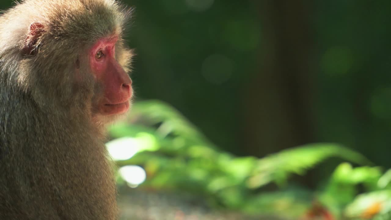 夏天的一天，日本鹿儿岛森林里的屋久岛猕猴视频素材