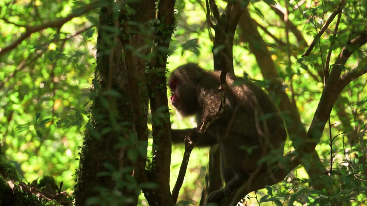 夏天的一天，日本鹿儿岛森林里的屋久岛猕猴视频素材