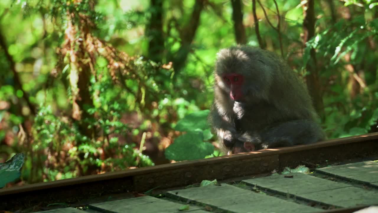 夏天的一天，日本鹿儿岛森林里的屋久岛猕猴视频素材