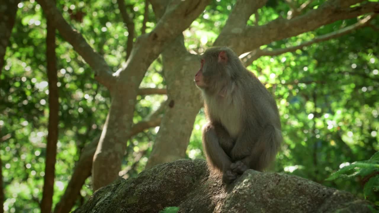 夏天的一天，日本鹿儿岛森林里的屋久岛猕猴视频素材