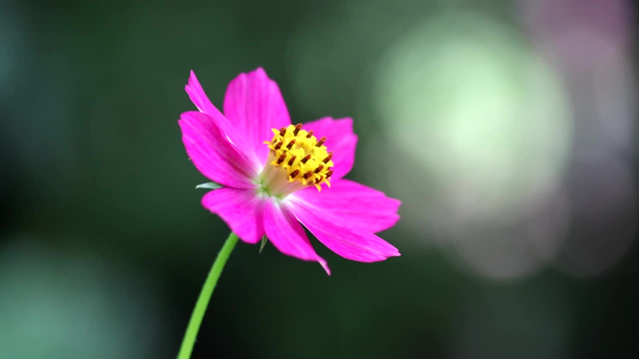 硫宇宙花视频素材