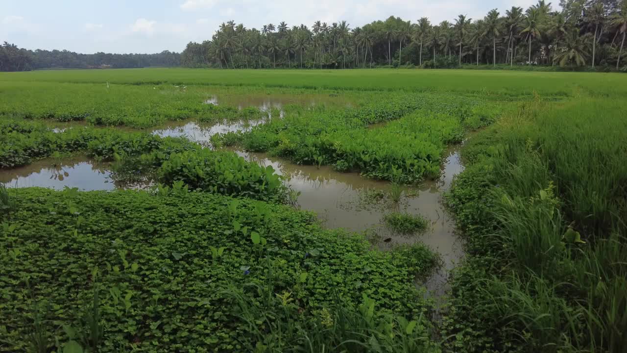 喀拉拉邦特里凡得琅的湿地和稻田，水稻种植视频素材