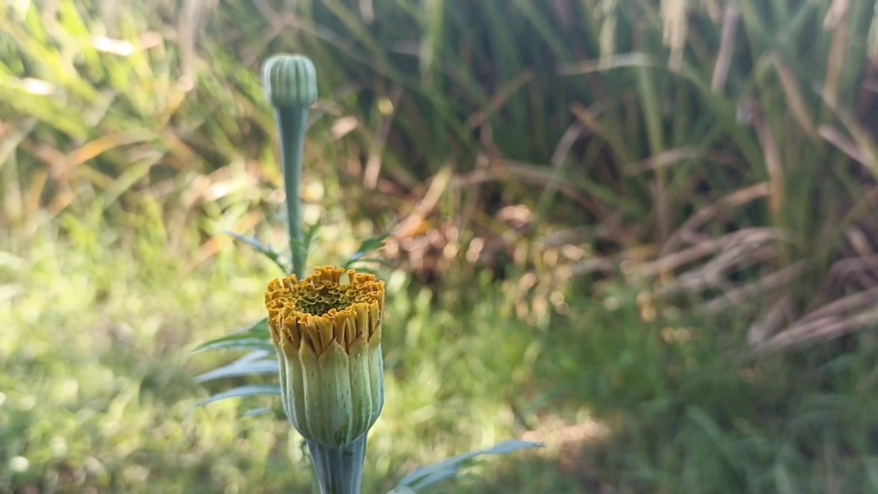 万寿菊花植物与温暖的夕阳光。视频素材