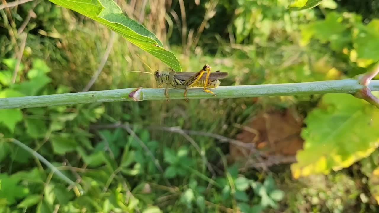 蚱蜢在树枝上行走视频素材