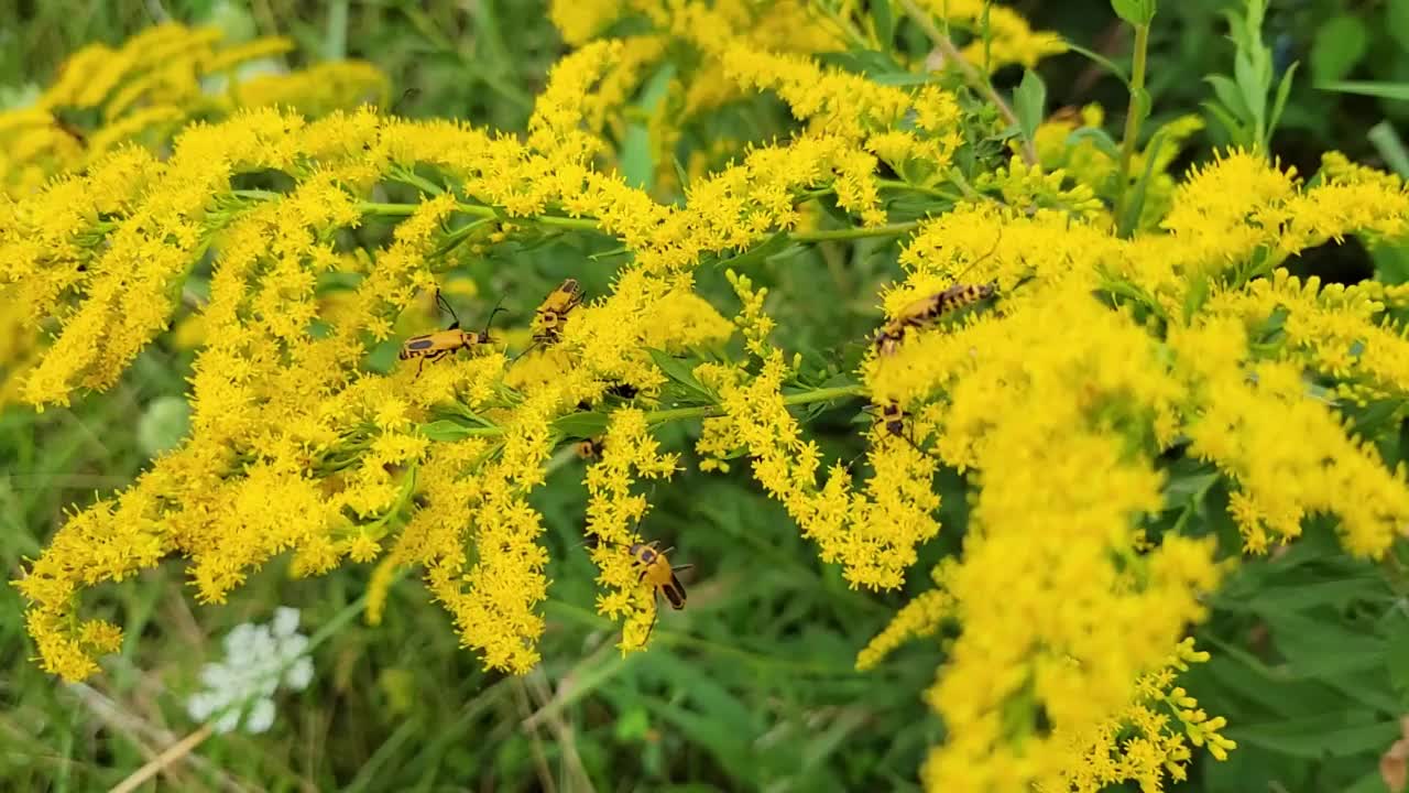 许多昆虫在黄色的秋麒麟花上，一枝黄花昆虫威斯康星视频下载