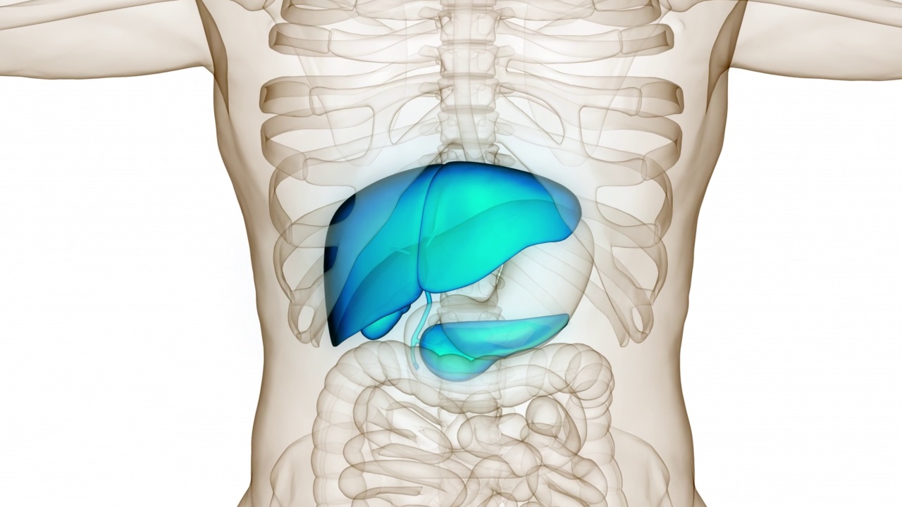 人体消化器官肝脏解剖动画概念视频素材