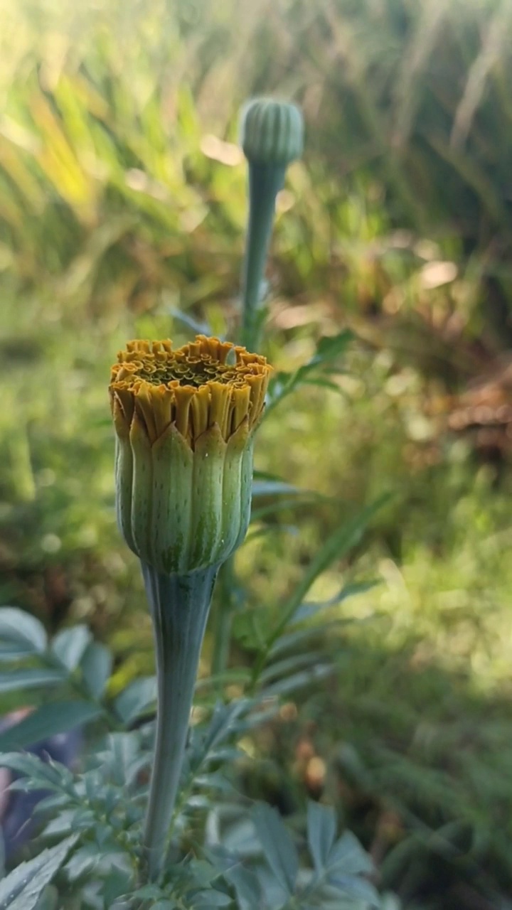 万寿菊花植物与温暖的夕阳光。视频素材