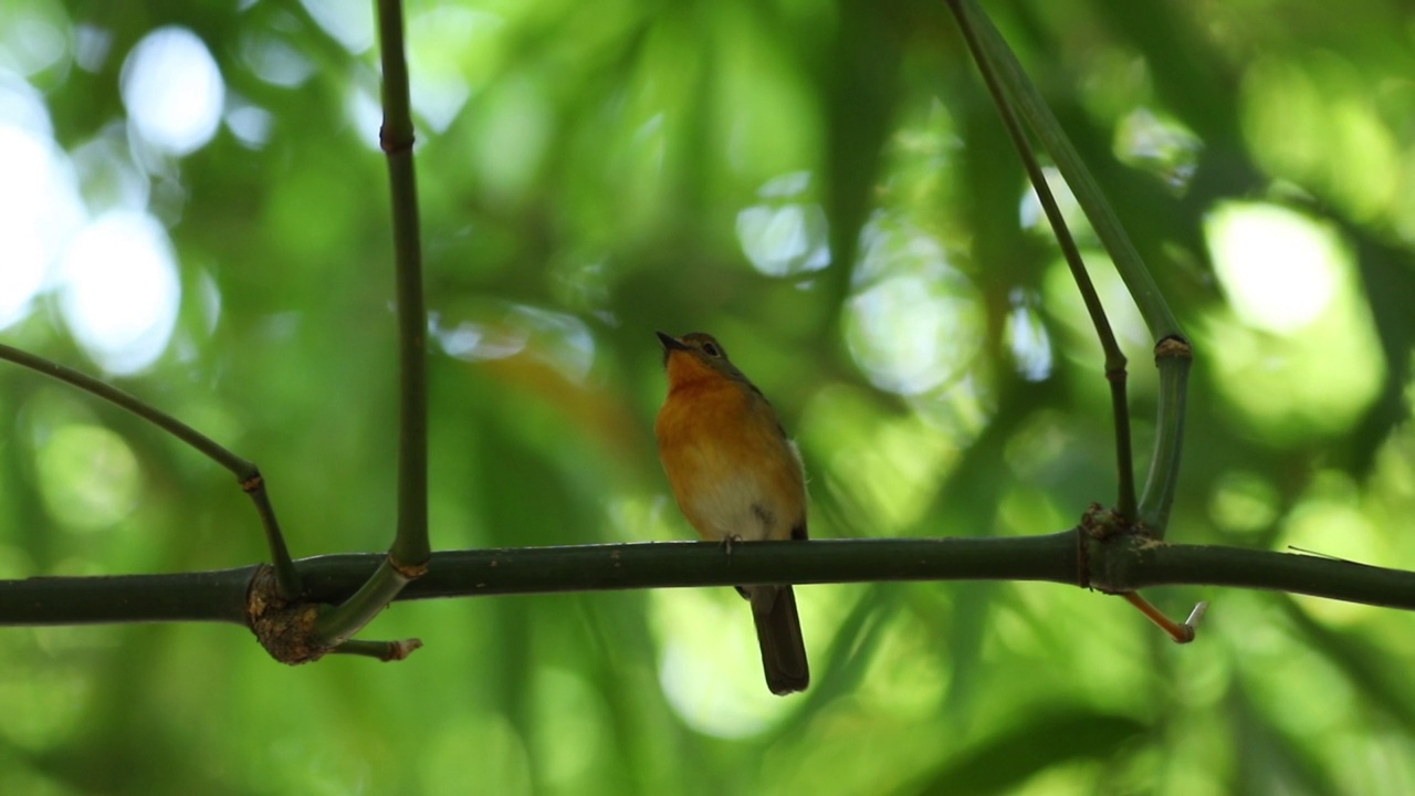 山蓝捕蝇蝇(Cyornis banyumas)热带森林树枝上的雌性视频素材