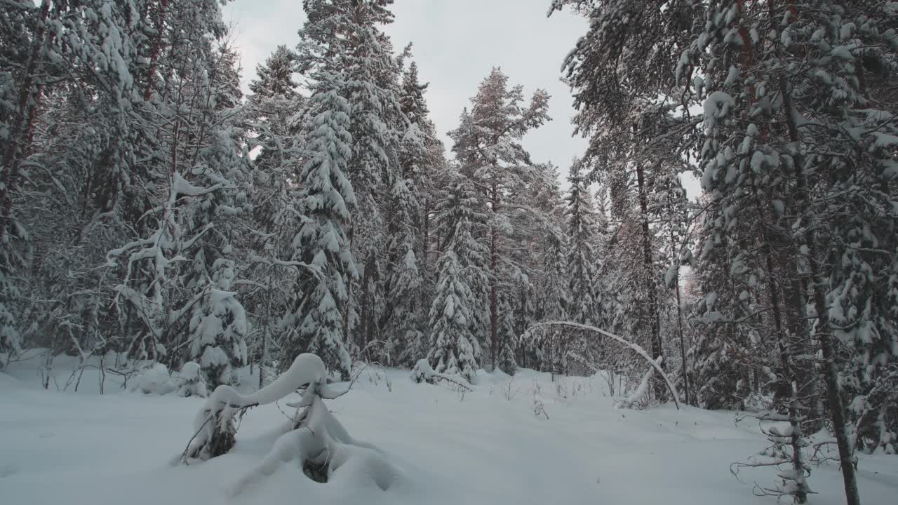 冬天被雪覆盖的地面和森林视频素材