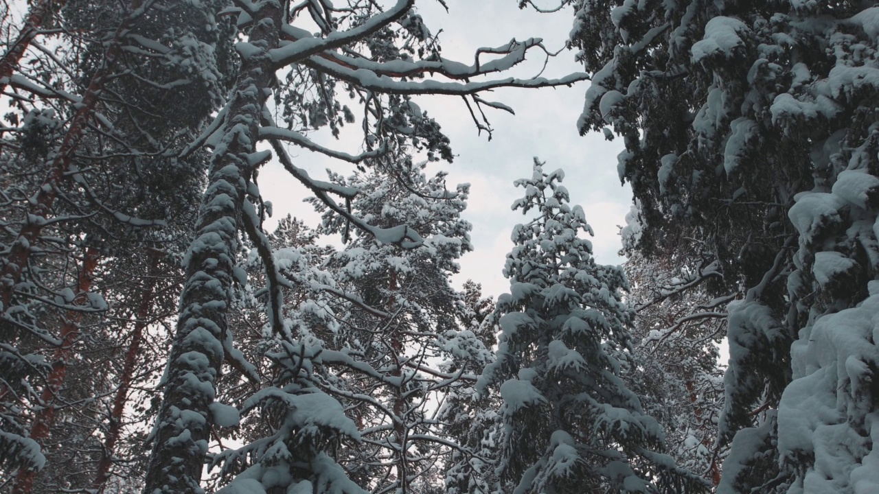 冬天被雪覆盖的地面和森林视频素材